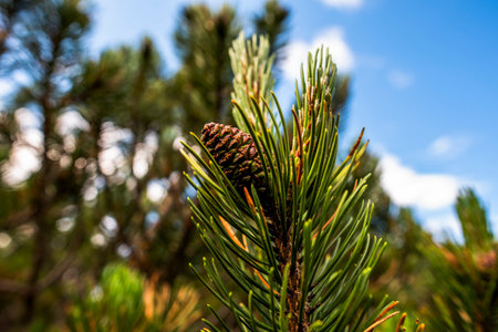 Close-up of pine cone among green needles in Asiago forest under blue sky. Concept of alpine flora, forest detail, natural growth and mountain ecosystem.の写真素材