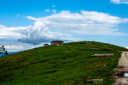 Mountain farmhouse with grazing cows on the Asiago Plateau, Italy. Green hillside, dirt road, and dramatic clouds under a vivid blue sky.の写真素材
