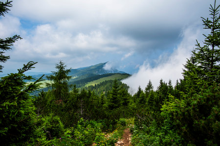 Mountain landscape in Asiago, Italy, with pine forest, mist and cloudy sky. Concept of wilderness, freedom, eco tourism and natural beauty in the Italian Alps.の写真素材