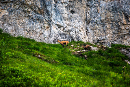 Two alpine chamois climbing a grassy rocky slope in Asiago, Italy. Concept of wildlife, freedom, resilience and harmony with nature in the Italian Alps.の写真素材