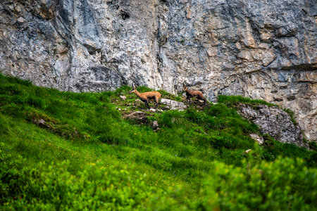 Two alpine chamois climbing a rocky slope in Asiago, Italy. Concept of mountain wildlife, resilience, wilderness and natural harmony in the Italian Alps.の写真素材