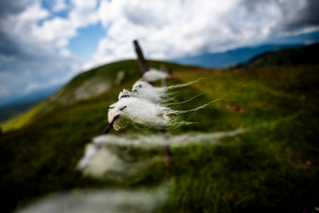 Close-up of sheep wool caught on barbed wire in a mountain meadow under dramatic sky, symbolizing rural simplicity, nature's raw beauty, and the essence of countryside life.の写真素材