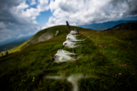 White sheep wool tangled on barbed wire in a green alpine pasture under dramatic cloudy sky, symbolizing rural nature, simplicity, and the raw beauty of mountain lifeの写真素材