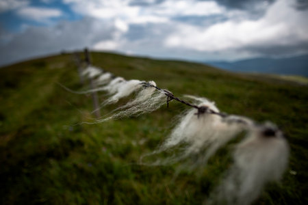 White sheep wool tangled on barbed wire along a mountain pasture under cloudy sky, symbolizing rural life, nature's raw beauty, and pastoral landscapesの写真素材