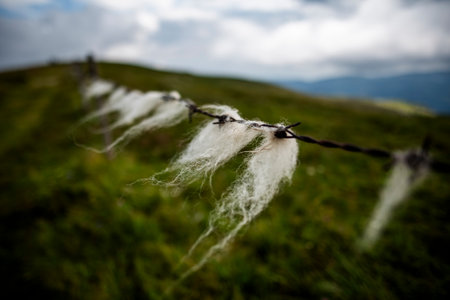 Tufts of white sheep wool caught on barbed wire in a green mountain pasture under cloudy sky, symbolizing nature, rural life, and countryside simplicity.の写真素材