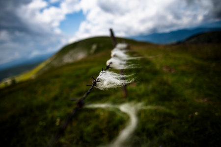 Sheep wool snagged on barbed wire in a green mountain meadow under dramatic clouds, symbolizing rural simplicity, natural textures, and untouched countryside lifeの写真素材