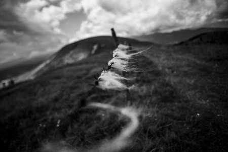 Black and white photo of sheep wool caught on barbed wire in a mountain field under dramatic clouds, evoking solitude, rural texture, and timeless countryside atmosphereの写真素材