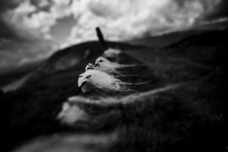 Black and white close-up of sheep wool on barbed wire in a mountain meadow, conveying solitude, natural texture, and the raw poetry of rural landscapes.の写真素材