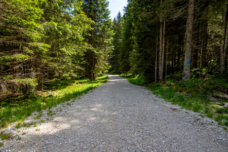 Gravel forest path surrounded by tall pine trees in the Lagorai mountains, Trentino, Italy. Peaceful hiking trail through lush alpine woodland on a sunny summer day.の写真素材
