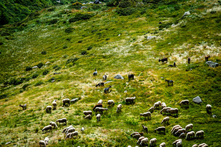 Goats and sheep grazing on a steep green slope in the Lagorai mountains, Trentino, Italy, in bright...