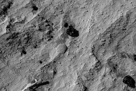 Monochrome close up of a fossil shell on textured chalk limestone in Egypt's White Desert near...