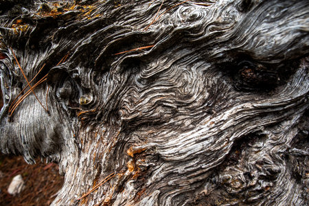 Macro view of an old tree trunk highlighting layered wood grain, knots, and weathered texture,...