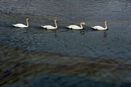 BROOKLYN, NY - NOVEMBER 01: Serious pollution with boat oil at the Sheapsheadbay canal due to impact from Hurricane Sandy in Brooklyn, New York, U.S., on Thursday, November 01, 2012.  
のeditorial素材