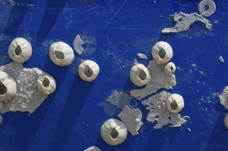 Sea crabs shells on the boat surface