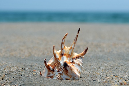 Seashell on the sand and ocean
