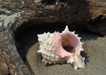 Seashell on the sand and oceanの写真素材