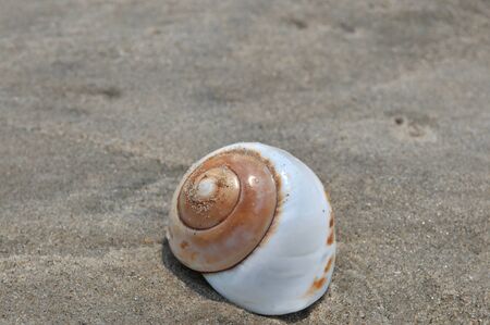 Seashell on the sand and ocean