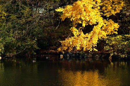 Trees in a park in beautiful fall colors reflected in the still waters of a lake calm