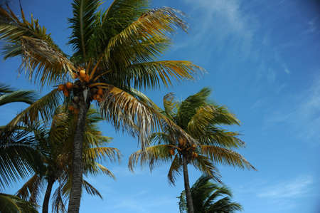 Coconut palm trees at empty tropical beach of Bahamas