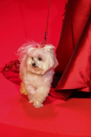 NEW YORK, NY - FEBRUARY 12: Star Jones walks the runway at the Go Red For Women Red Dress Collection 2015 presented by Macy's fashion show during MBFW Fall 2015 at Lincoln Center on February 12, 2015 in NYCのeditorial素材