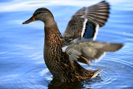 Duck at Minnewaska State Park Reserve Upstate NY during summer timeの写真素材