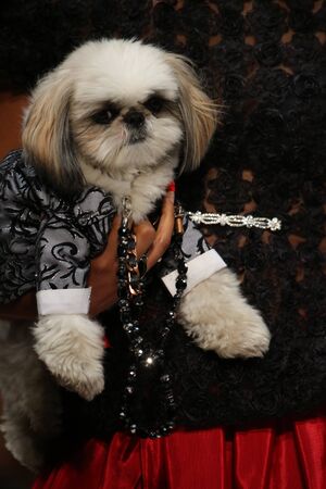 NEW YORK, NY - SEPTEMBER 12: A model walks the runway at the Anthony Rubio fashion show during Spring 2016 New York Fashion Week at Gotham Hall on September 12, 2015 in New York City.のeditorial素材