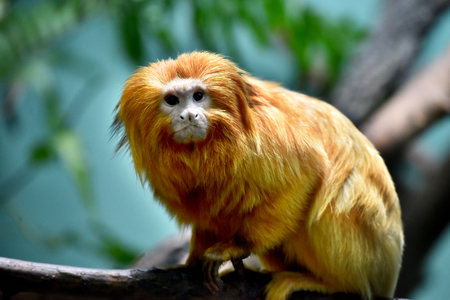 Golden Lion Tamarin - Monkey