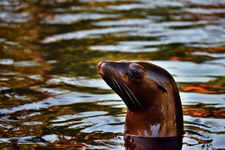 California Sea Lion at Brooklyn Prospect Park Zooの写真素材