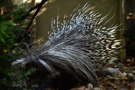 African Brush-Tailed Porcupineの写真素材