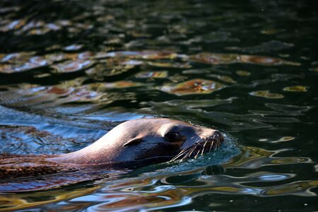California Sea Lion at Brooklyn Prospect Park Zooの写真素材