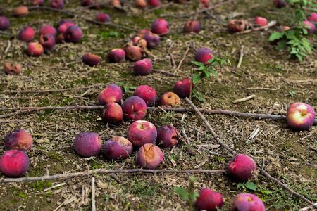 apples on the ground at the farm