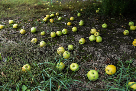 Green Apples on the ground at the farmの写真素材
