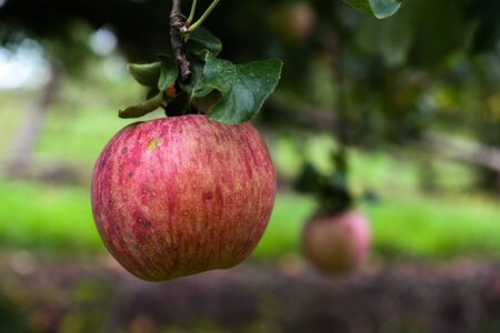 Apples at the farm