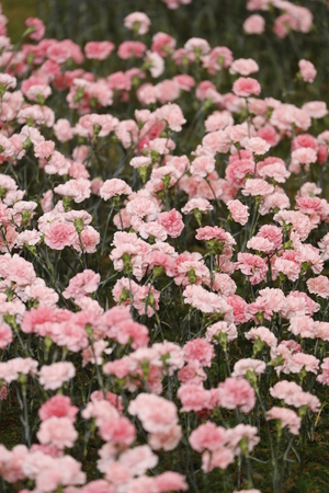 NEW YORK, NY - FEBRUARY 09: Runway background during the Tory Burch Fall Winter 2018 Fashion Show during New York Fashion Week at Bridge Market on February 9, 2018 in New York City.のeditorial素材