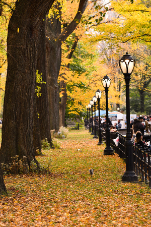Autumn. Fall scene. Beautiful Autumnal park. Beauty nature scene. Autumn landscape, Trees and Leaves.のeditorial素材