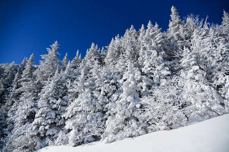 Amazing winter landsscape. Pine tress covered with snow against clean blue sky.