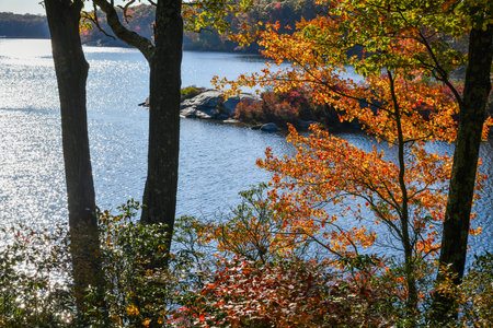 Colorful trees by the lake in autumn foliage. Sunny day and warm weather at the park in October.