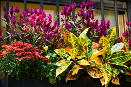 Autumn plants outside the building during Halloween celebration.の写真素材