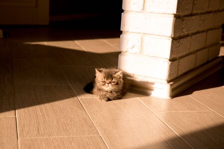 Exotic cute kitten baby with blue eyes and long moustacheの写真素材