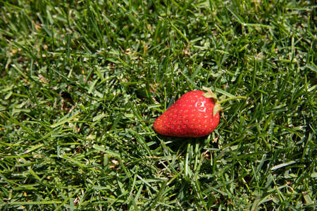 juicy red strawberries on green grass. strawberry on grassの写真素材