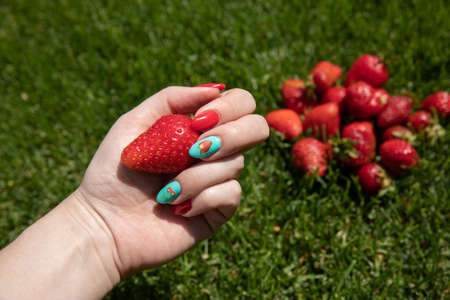 Fresh strawberries in the hands of a child.の写真素材