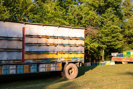 Bee evidences on the green grass. plaques. beekeeping. honey. evidence for beesの写真素材