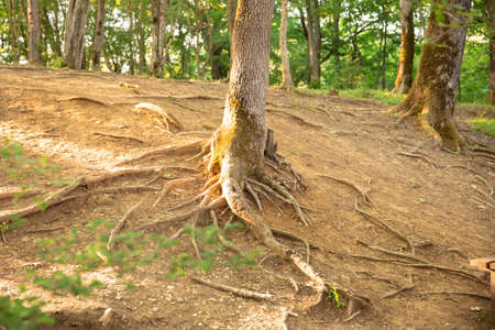 a child and a huge tree in the forest. old oak and a little girl