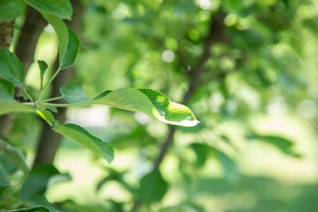 green leaves on a tree. wood. summerの写真素材