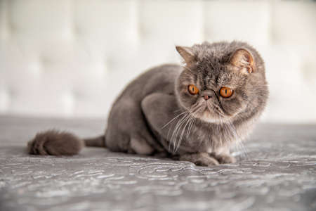 gray beautiful cat. trimmed cat. a cat's haircut. pet. Exotics catの写真素材