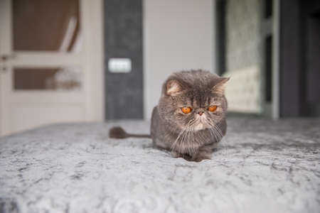 gray beautiful cat. trimmed cat. a cat's haircut. pet. Exotics catの写真素材