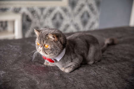 gray beautiful cat with large yellow eyesの写真素材