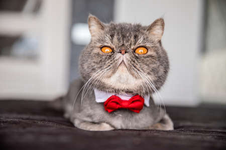 beautiful gray cat with tie butterfly. Cat with Butterfly on the neckの写真素材