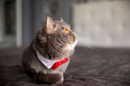 beautiful gray cat with tie butterfly. Cat with Butterfly on the neckの写真素材