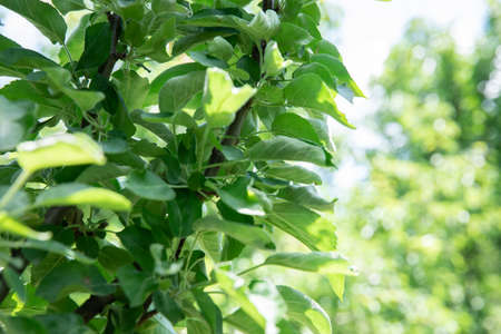 green leaves on a tree. wood. summer
